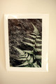 Ferns and Rocks Signed Art Card - 4x6 print on 5x7 card