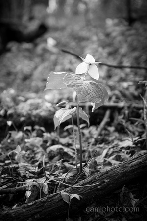CCP_5617_web