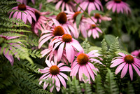 Arboretum - July 16, 2021
