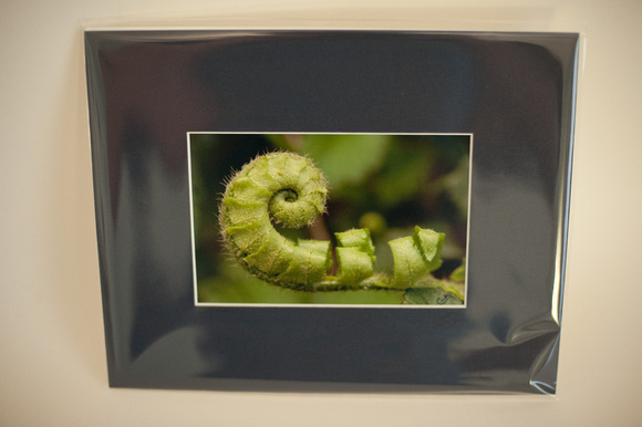 Fern Tendril matted in dark blue - 4x6 matted to 8x10