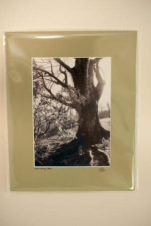 Majestic Parkway Tree matted in Kelly Green - 5x7 matted to 8x10