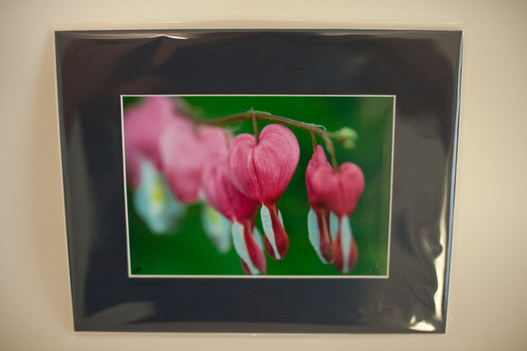 Bleeding Hearts matted in dark blue - 5x7 matted to 8x10