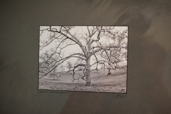 Favorite Biltmore Tree matted in dark grey - 5x7 matted to 16x20 - detail