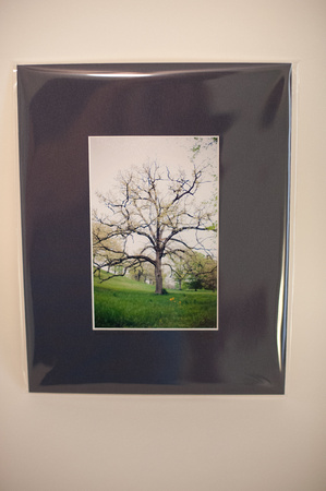 Biltmore Estate Tree in Spring matted in dark blue - 4x6 matted to 8x10